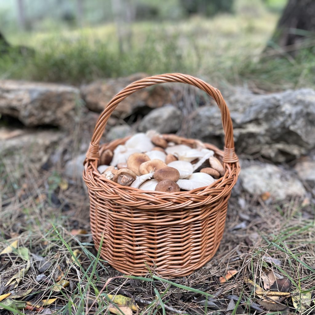 Cesta redonda trenzada de mimbre para Almacenamiento y Decoración