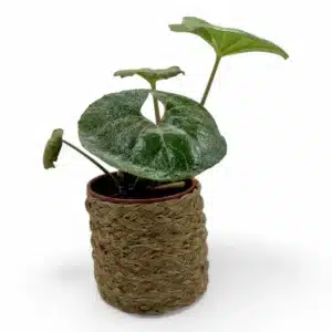 Maceta Colgante de Esparto